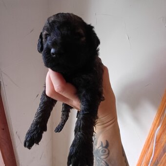 Goldendoodle - 10