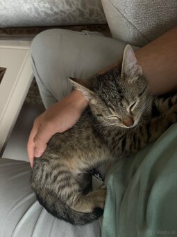 Baby/Jugend Katze, zum Betreuung geben, 1-3 Monate. - 10