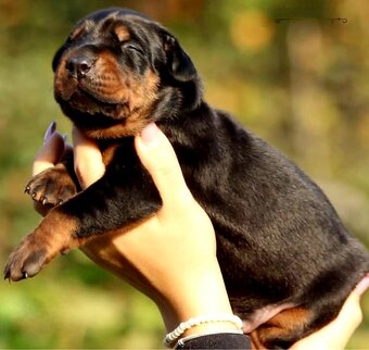 Doberman puppies zum werkaufen - 10