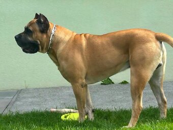 Cane Corso mit Stammbaum - 10