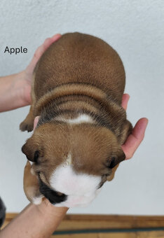 Englische Bulldoggenwelpen mit PP - 10