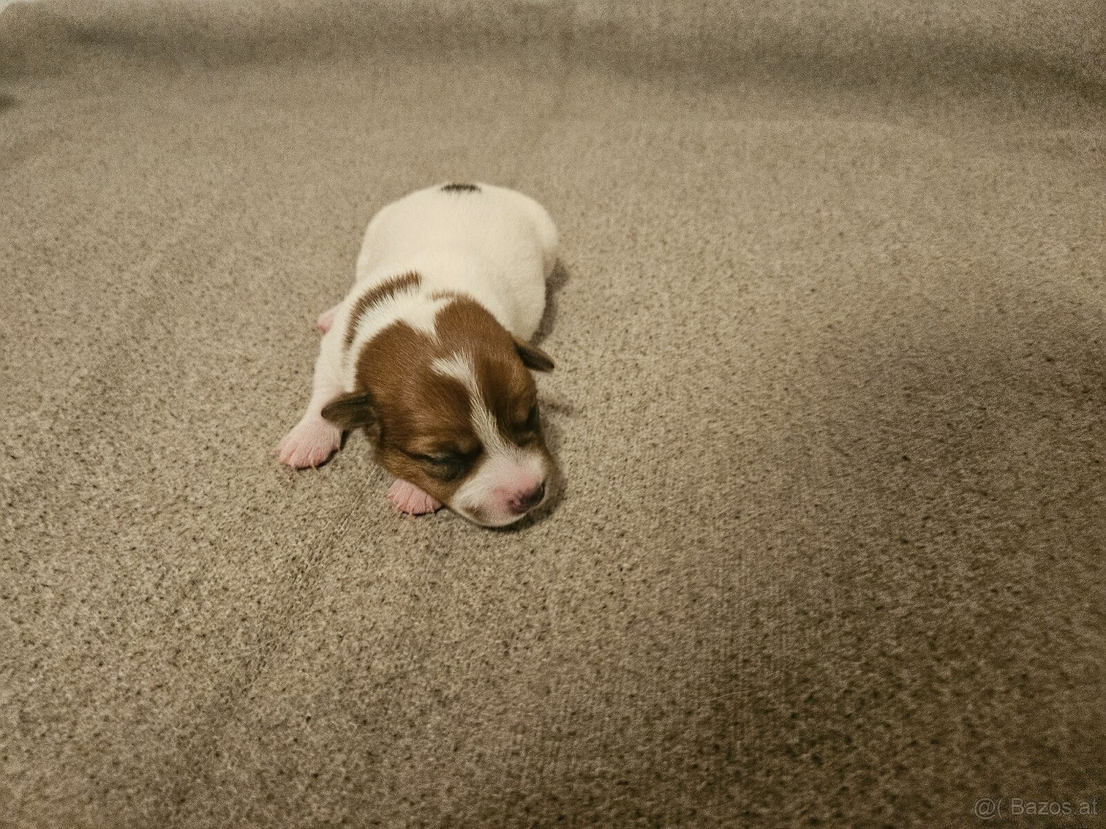 Jack Russell Terrier Welpen gew.13.04.2026 - 11