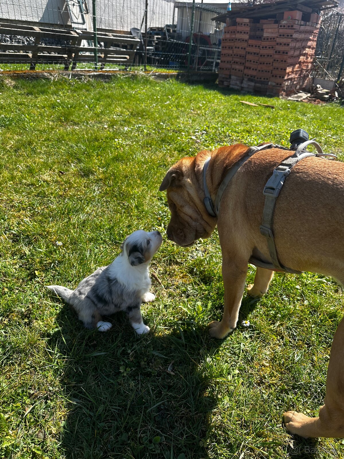 Miniature American Shepherd FCI - 11