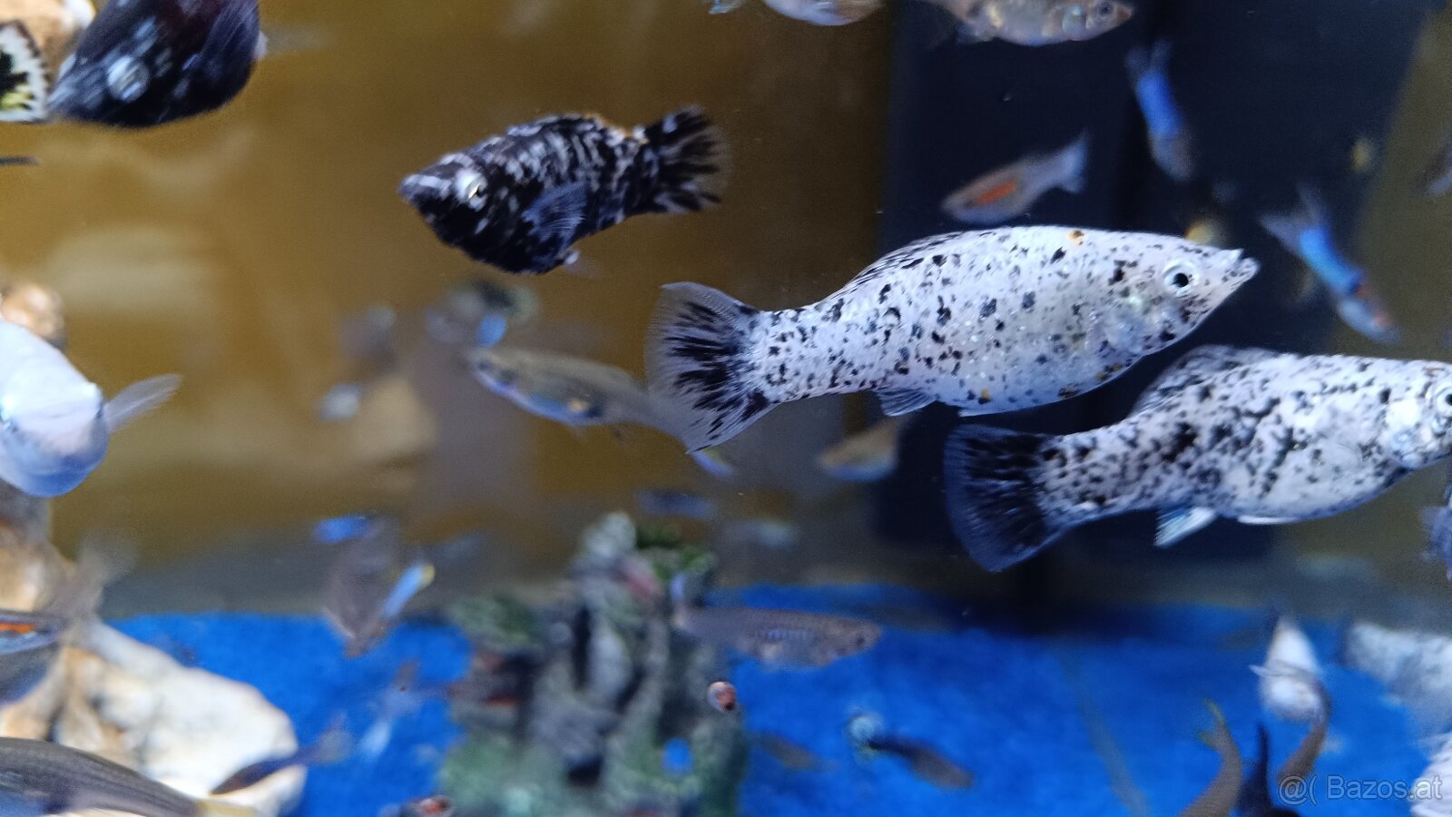 Guppy, Molly - 11