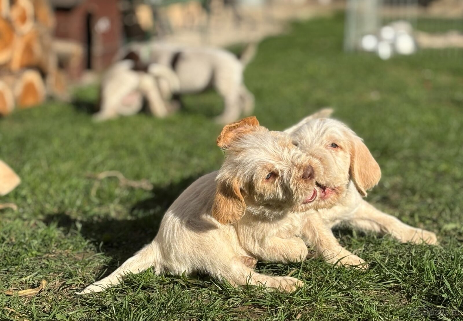 Spinone italiano - 11