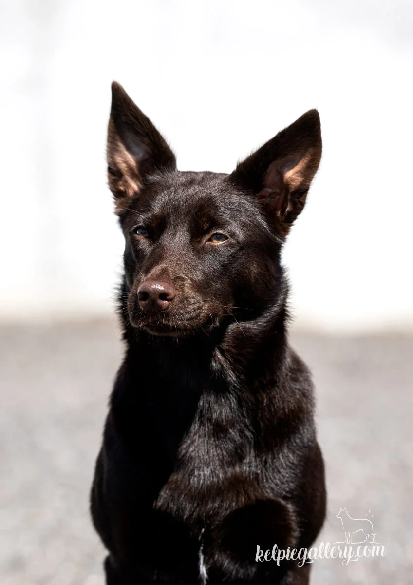 Australian Kelpie w Pedigree - 11