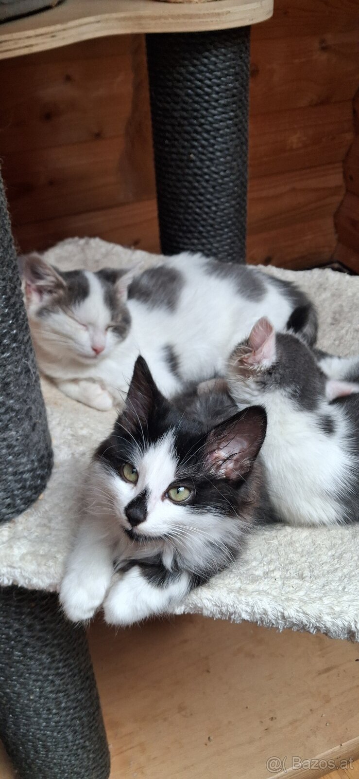 Süsse (langhaar) katzenbabys suchen liebevolles zuhause - 11