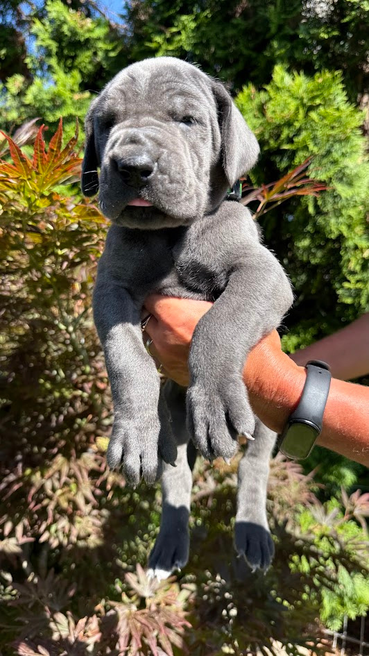 Deutsche Dogge blau - 11