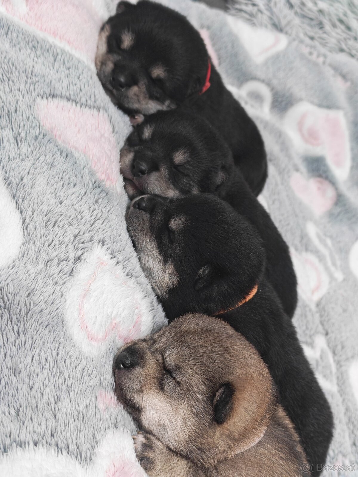 Shiba inu Welpen - 11