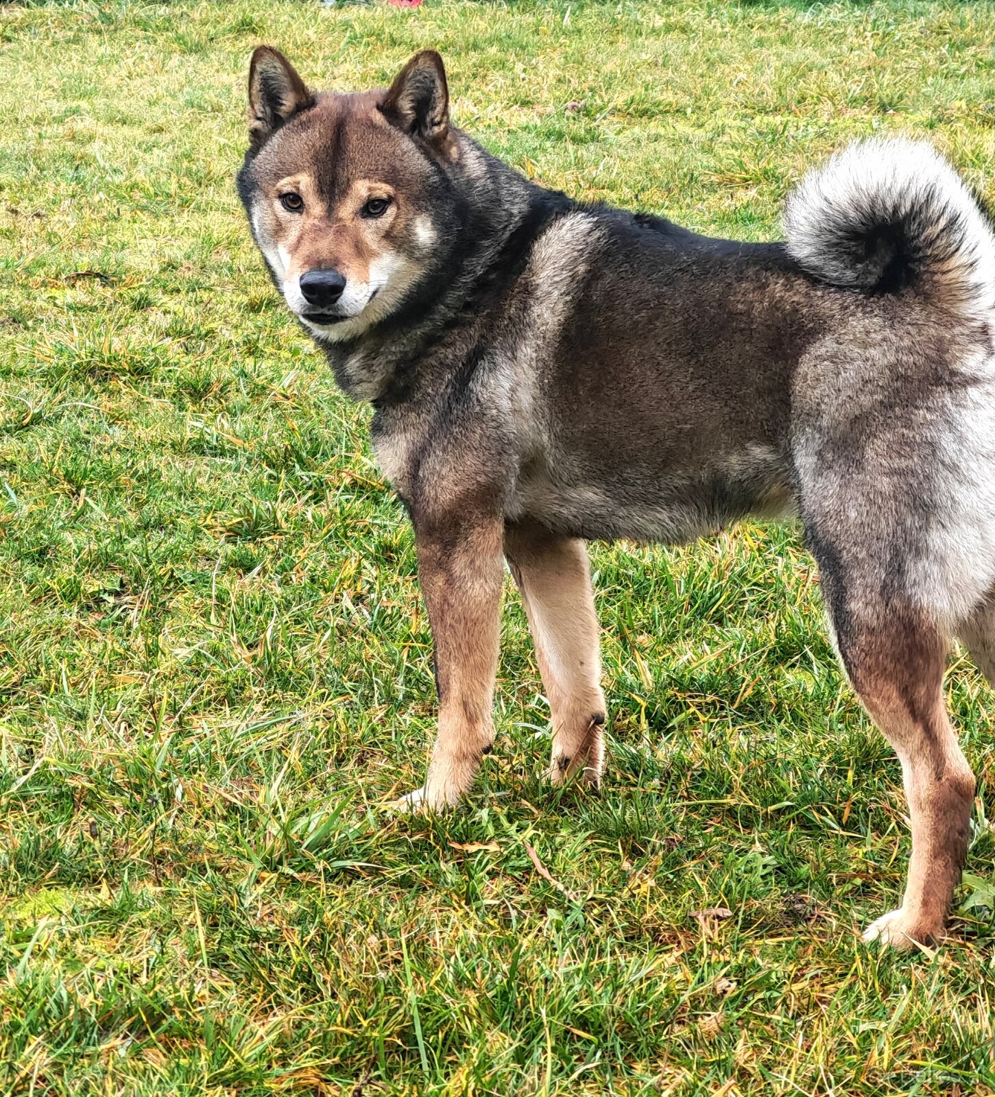 Shiba inu Welpen - 11