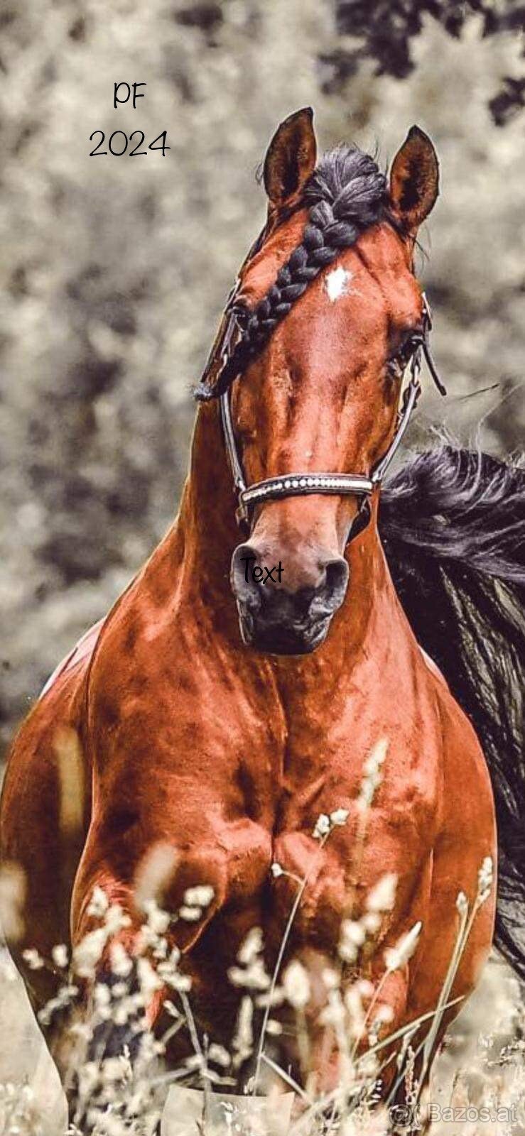 Lusitano Hengst PSL - 11