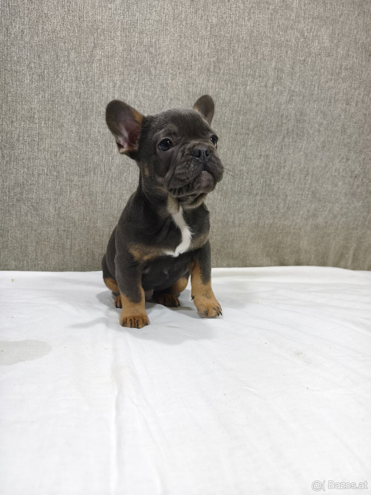 Französischen Bulldog - 11