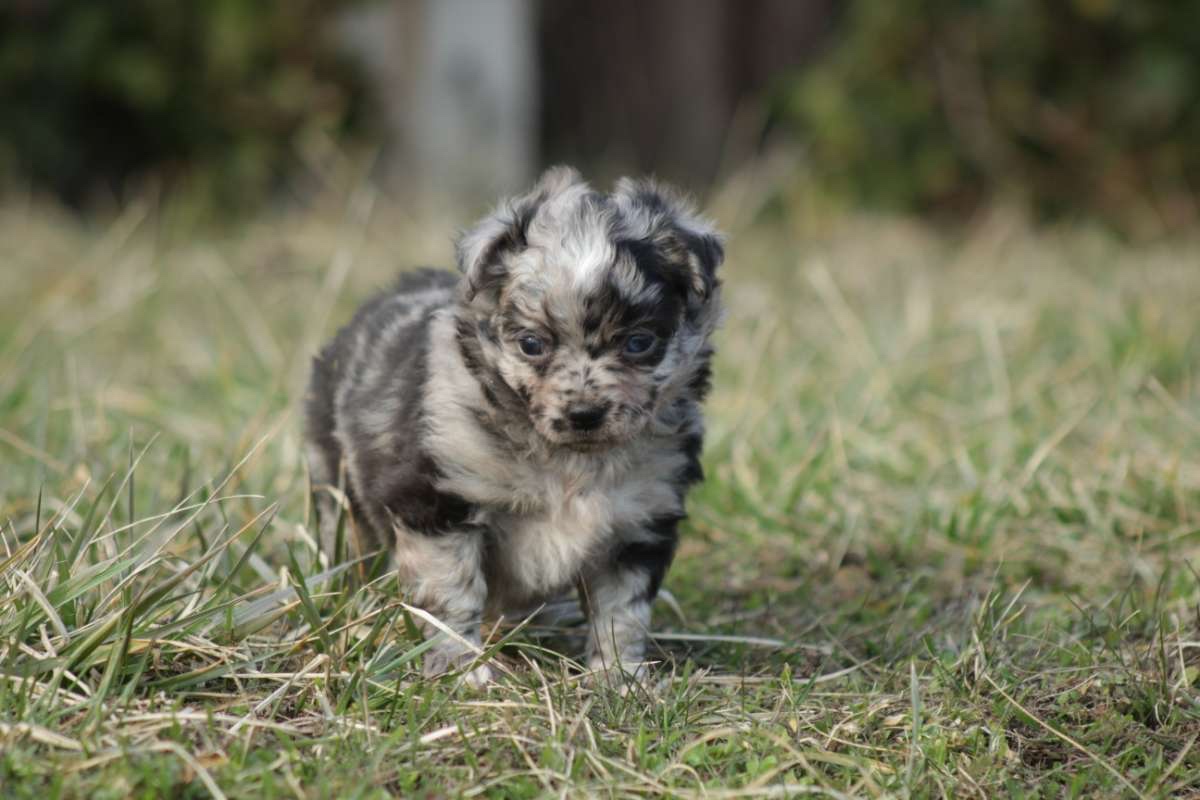Mu-Chi (Mudi x Chihuahua) Welpen zu verkaufen - 11