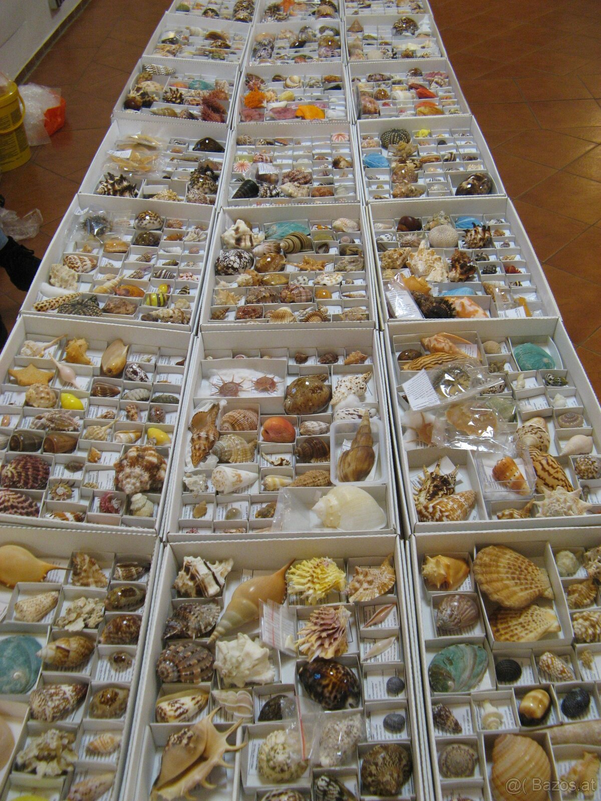 Muschelverkaufsausstellung 28. 3. BRNO - 11