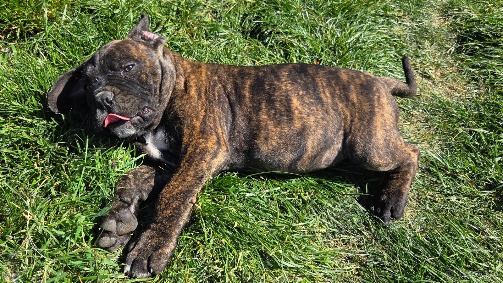 Cane corso mit Stammbaum - 11