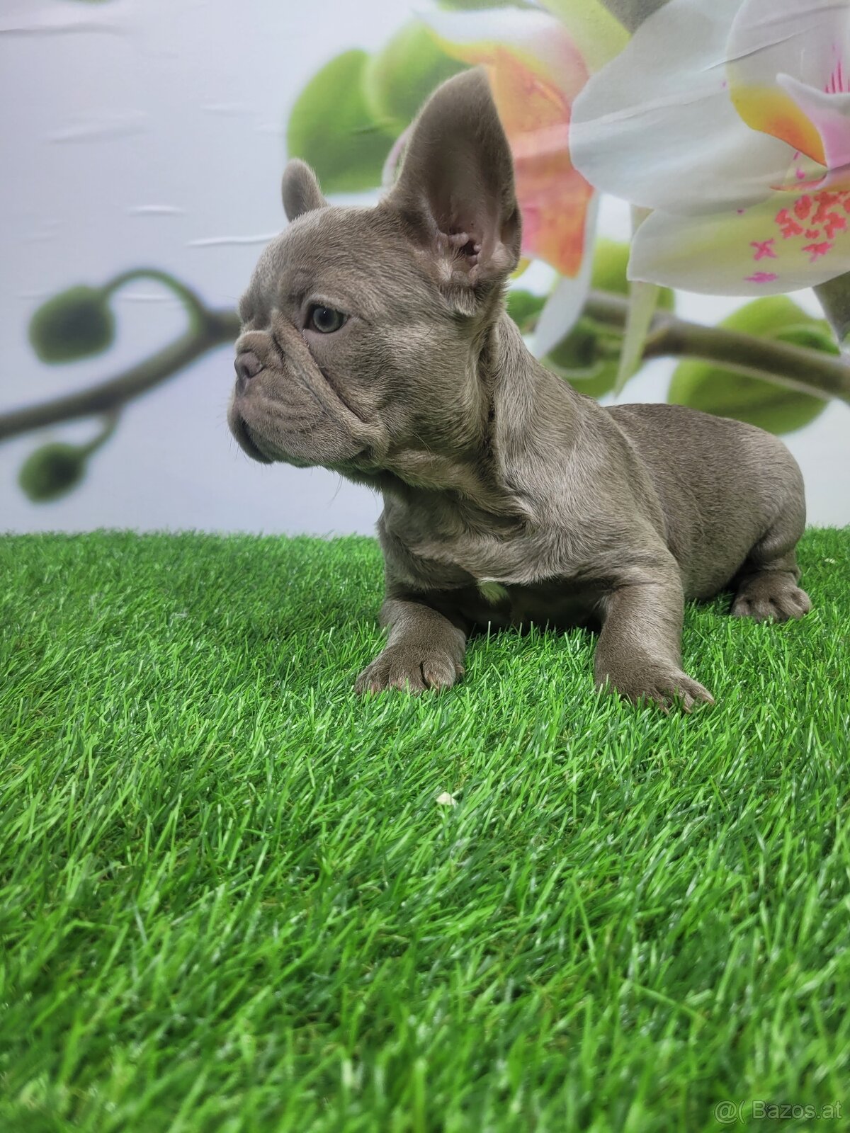 Französische Bulldogge - 11