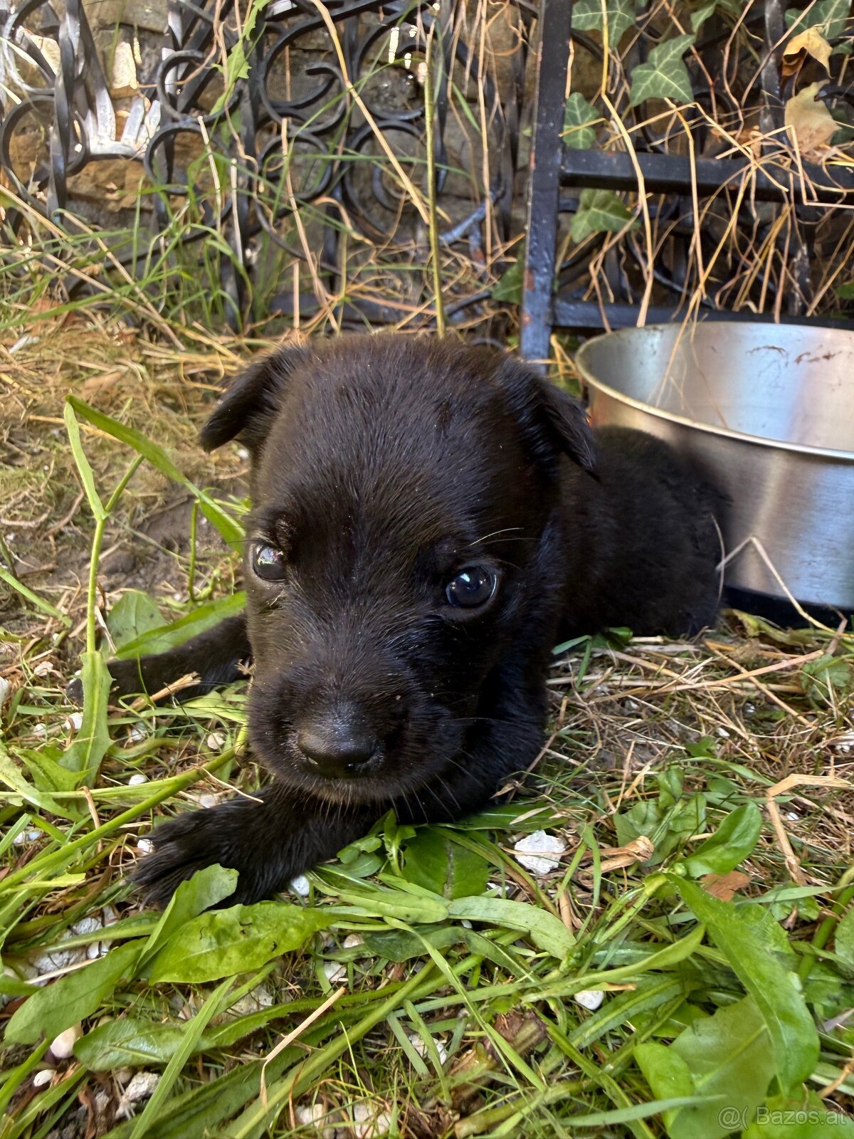 Cane Corso x Malinois Welpen - 11