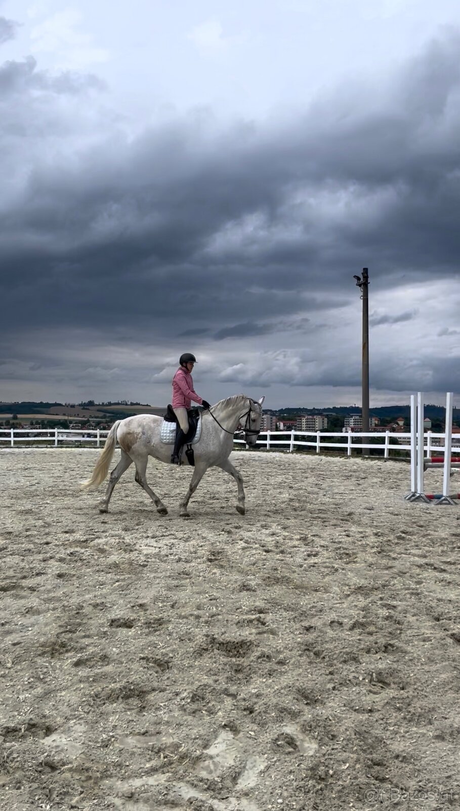 Kladruber horse - 11