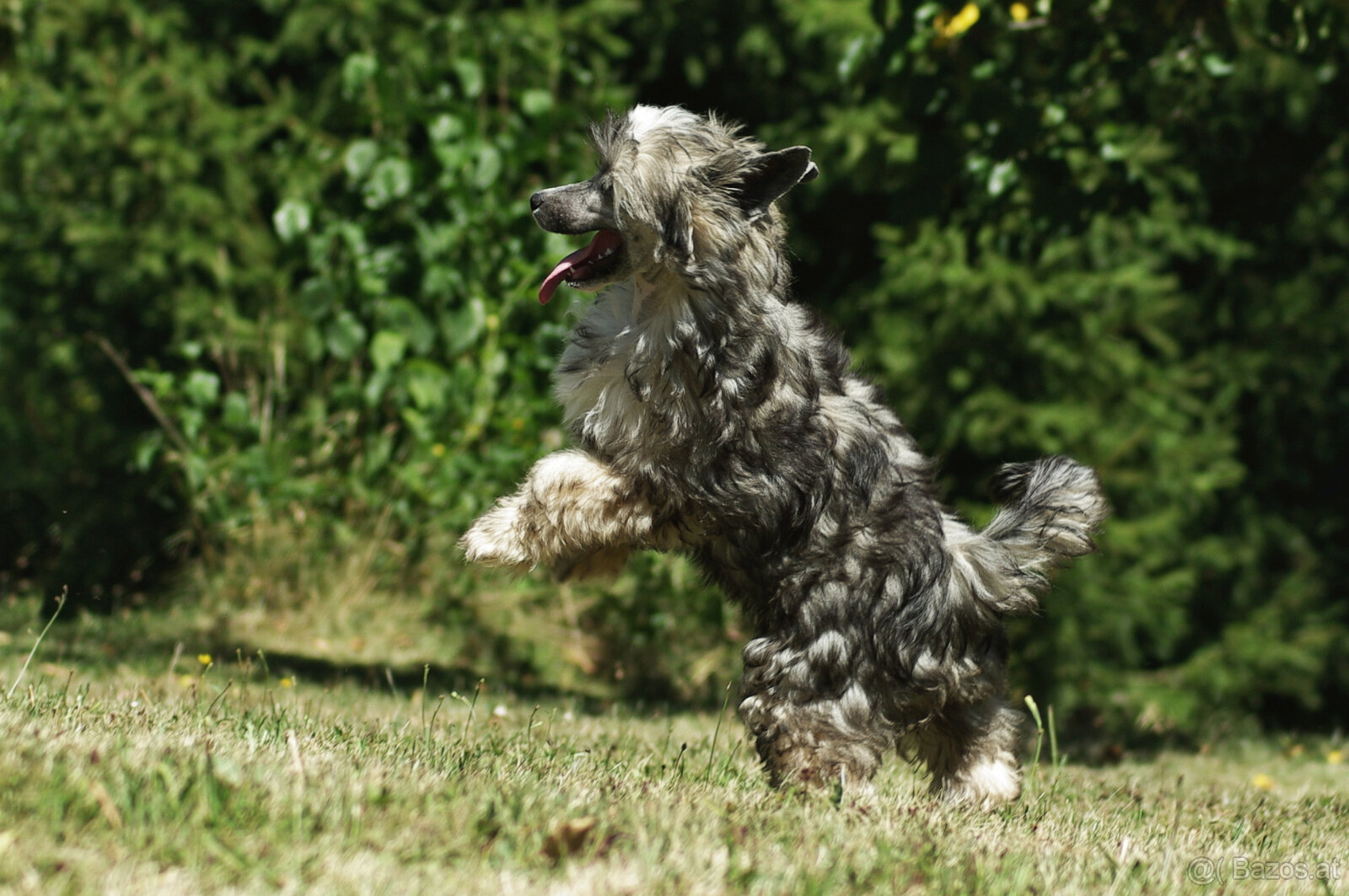 chinese crested dog - hairless - FCI - 11