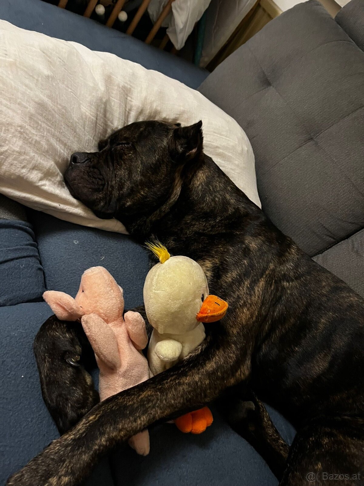 Welpen Malinois x Cane Corso - 11