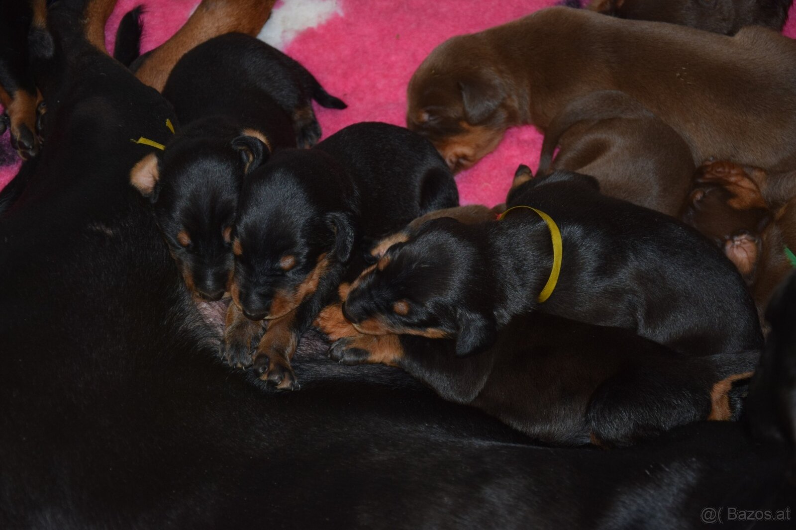 Dobermann - spitzen Welpen mit FCI Ahnentafel - 11