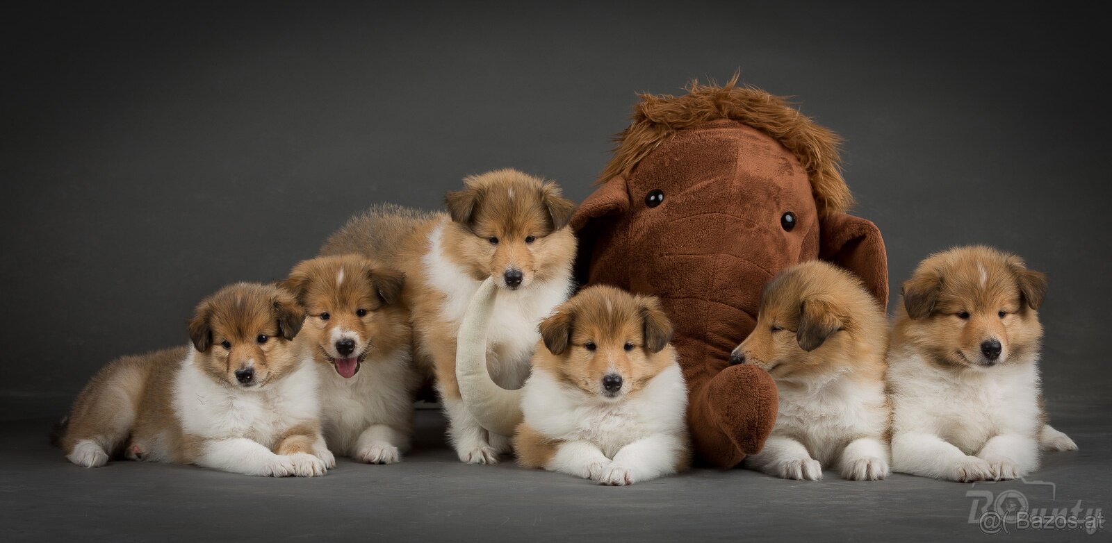 Collie Langhaar Welpen (FCI Stammbaum) - 11