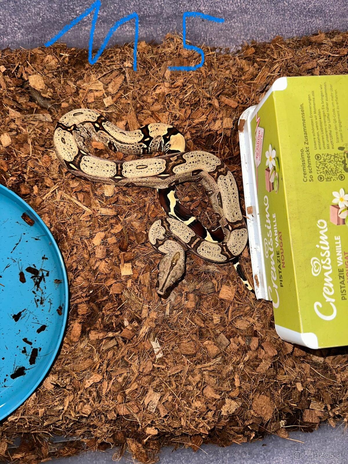 Boa constrictor Constrictor surinam - 11