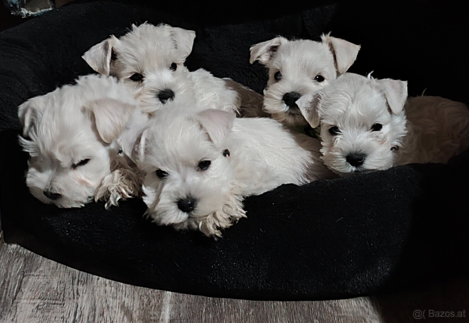 Schnauzer miniatúrne white - 11
