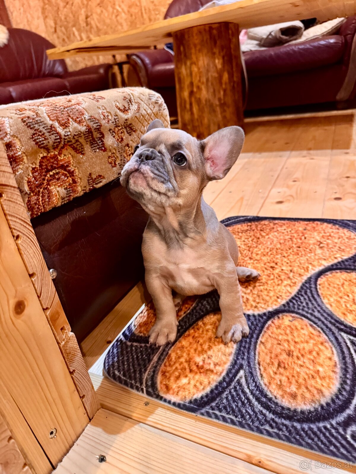 Französischen Bulldoggen - 11