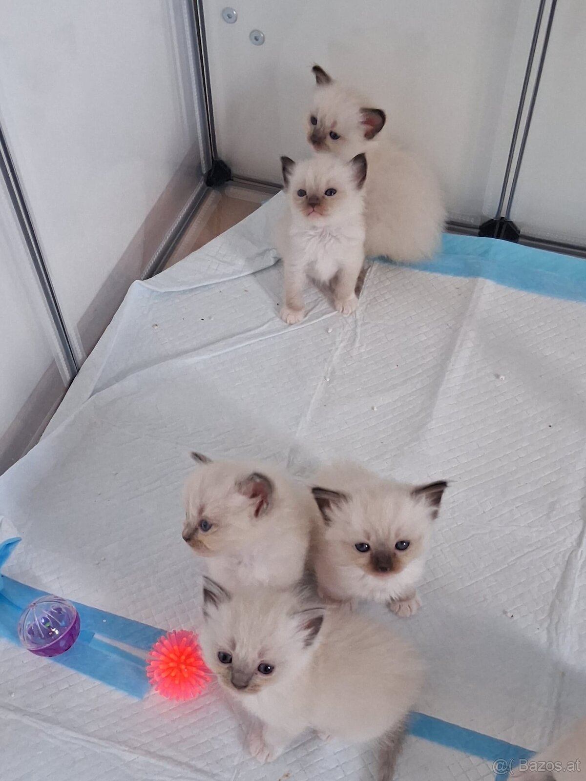 Ragdoll kitten - 11