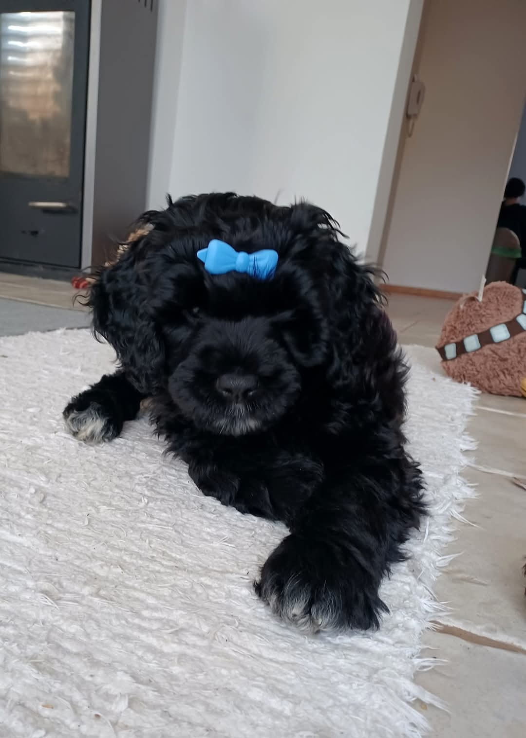 Wunderschöne Welpen - Portugiesischer Wasserhund - 11