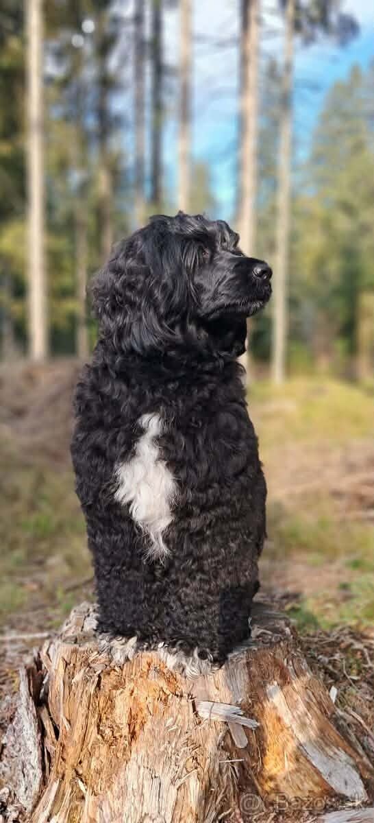 Portugiesischer Wasserhund- Welpen Abgabe Ende September - 11