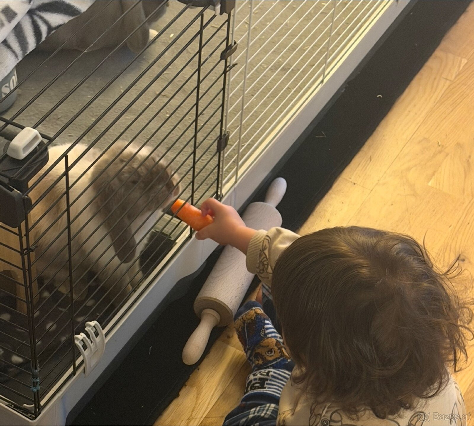 Minilop-Kaninchen 🐰🩷 - 11