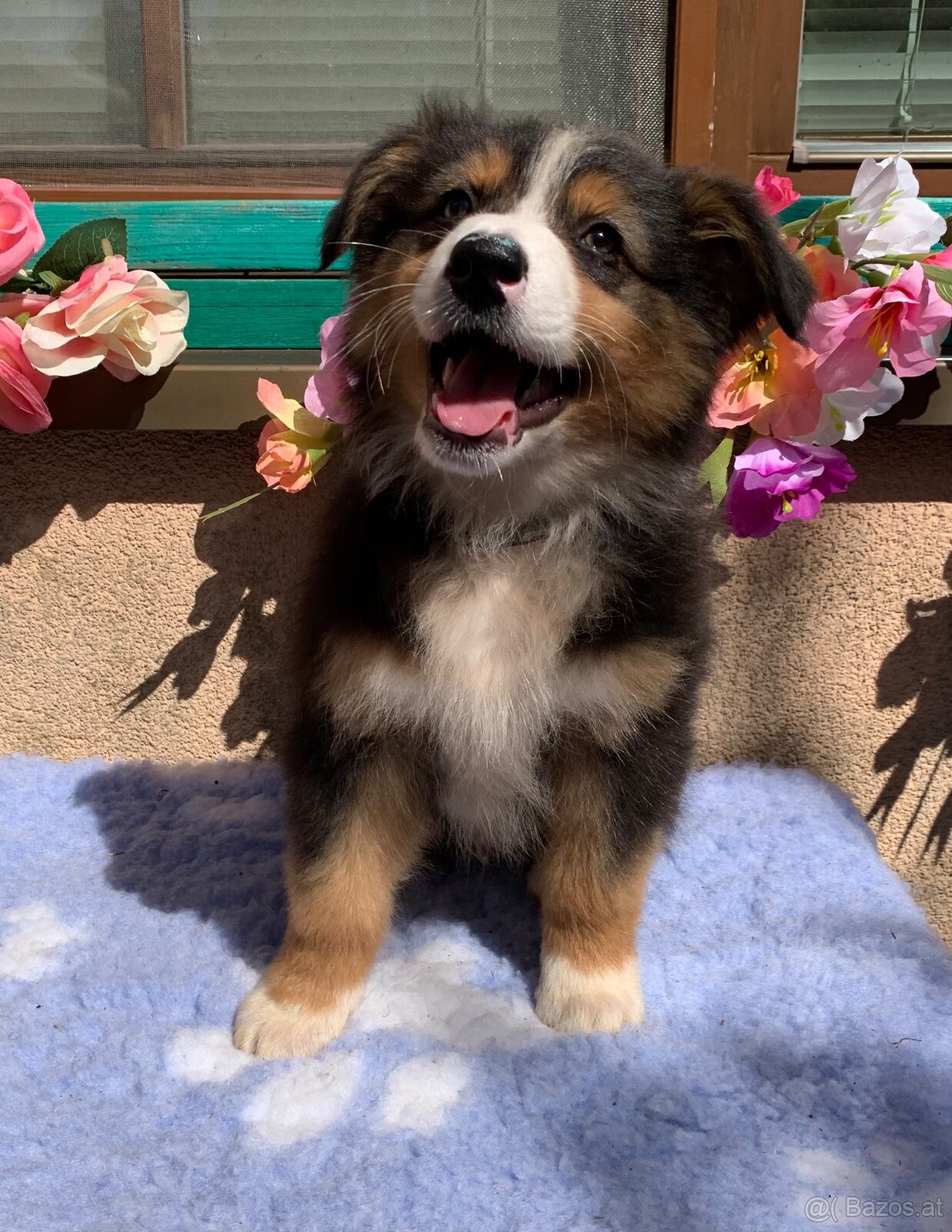 Australian shepherd - 11