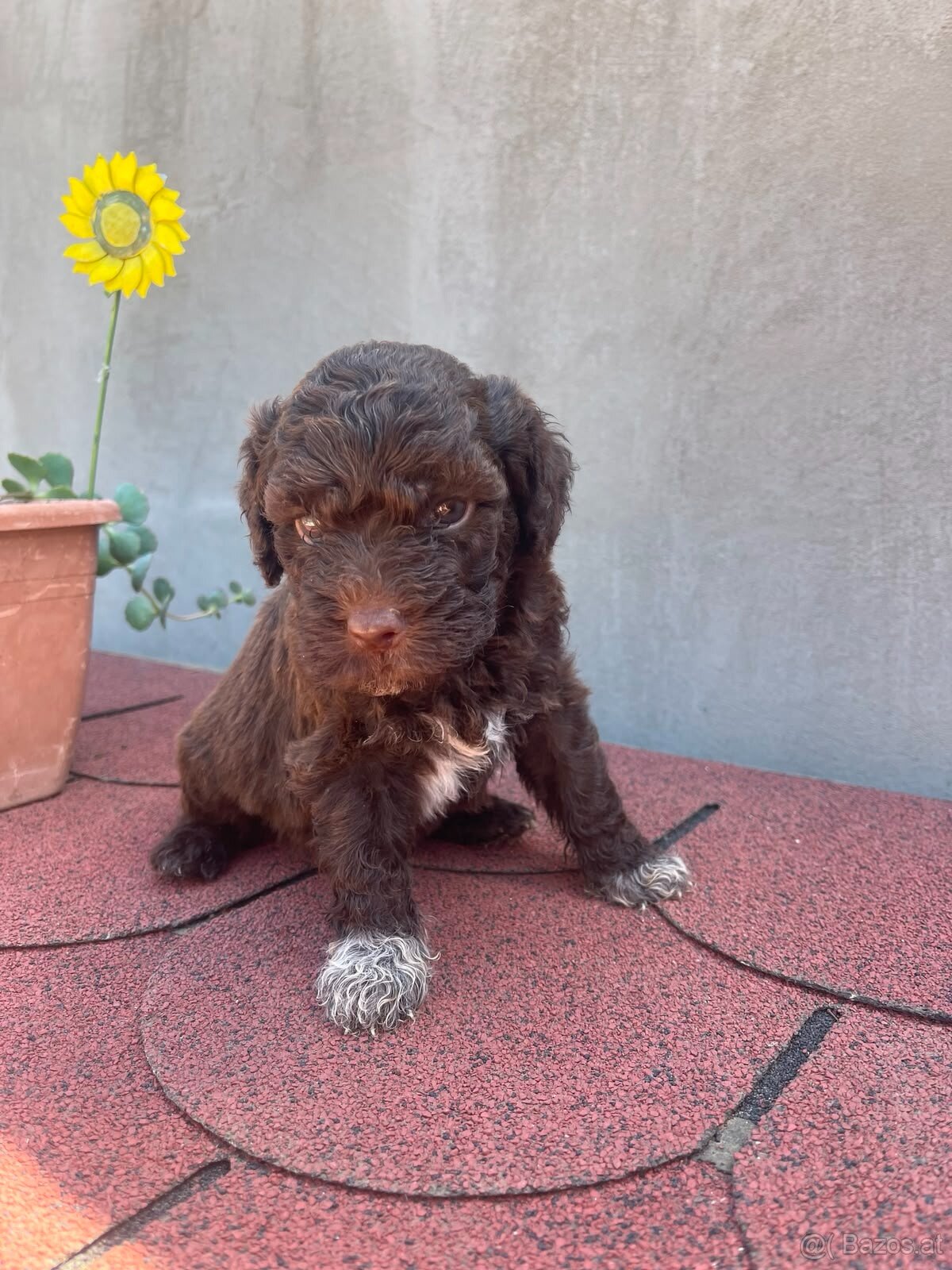 LAGOTTO ROMAGNOLO 🐶 - 11