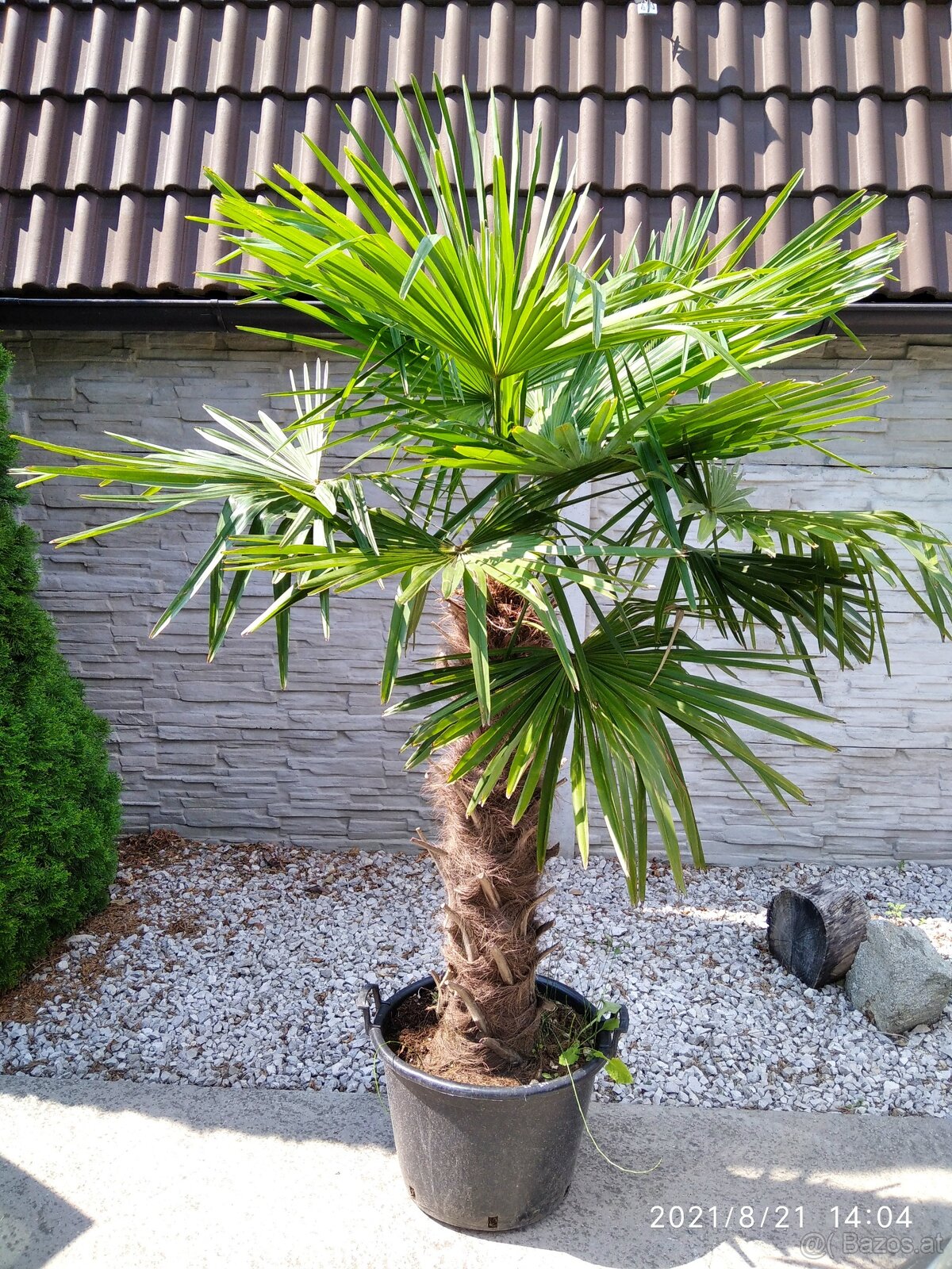 Winterharten palmen Trachycarpus Fortunei - 11