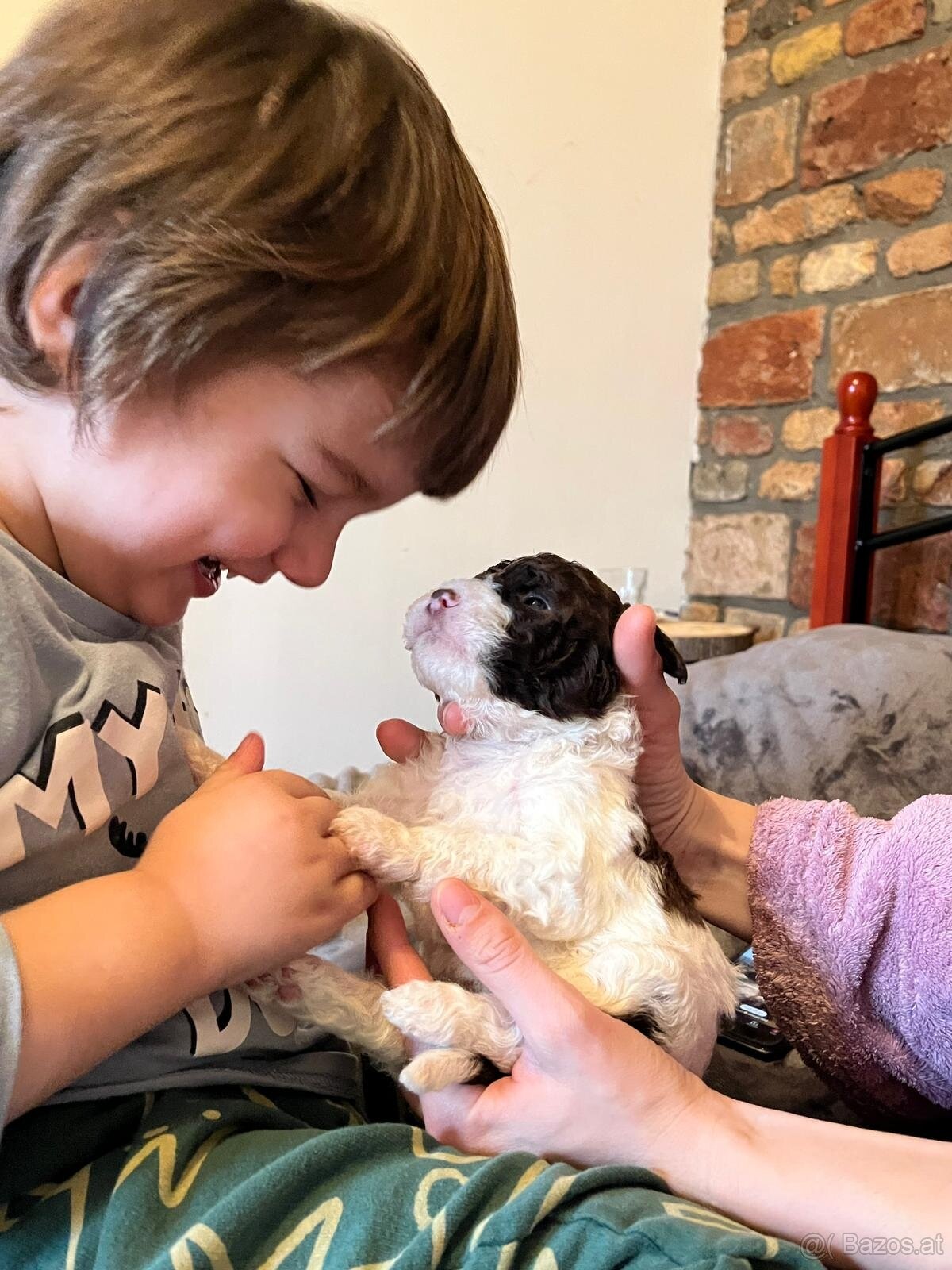 Lagotto Romagnolo - 11