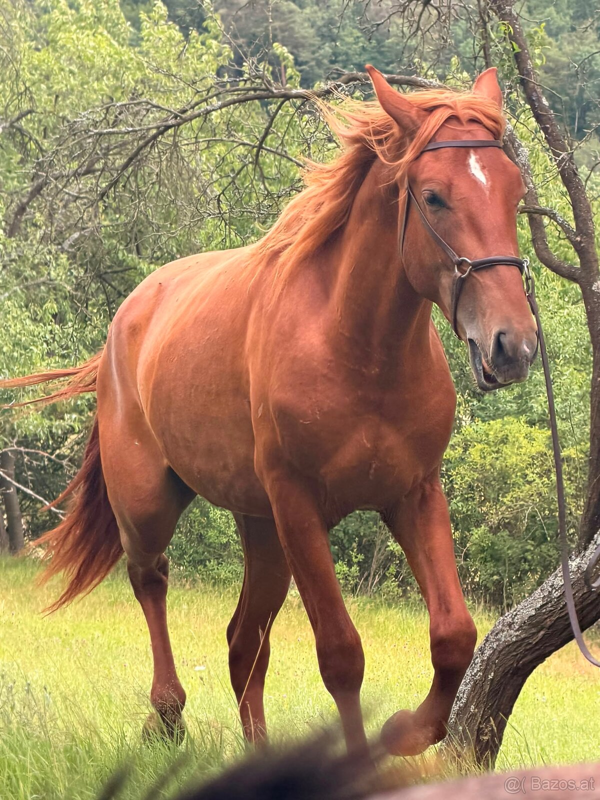 Lusitano Hengst PSL - 11