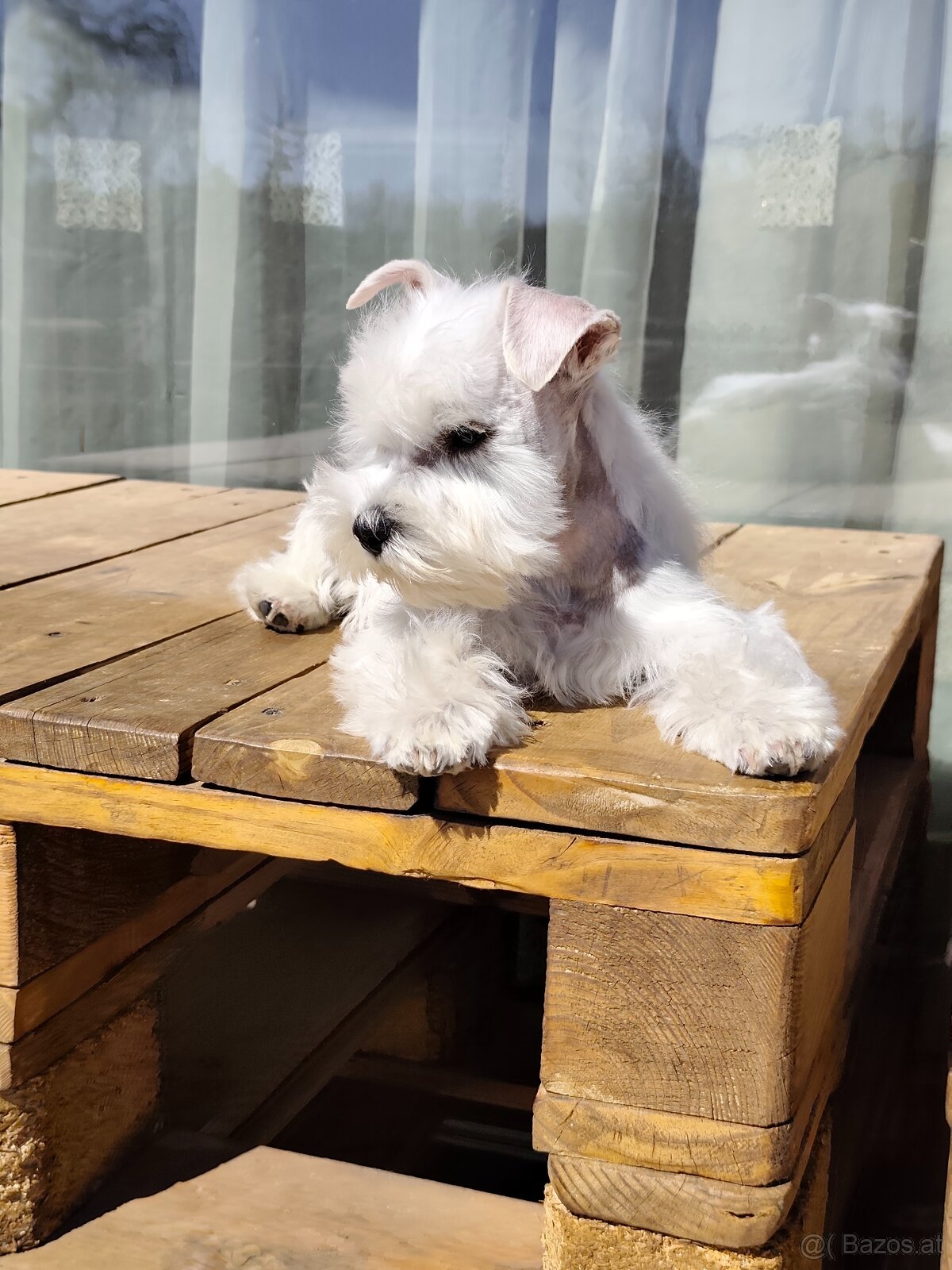 Schnauzer White miniatúrne - 11