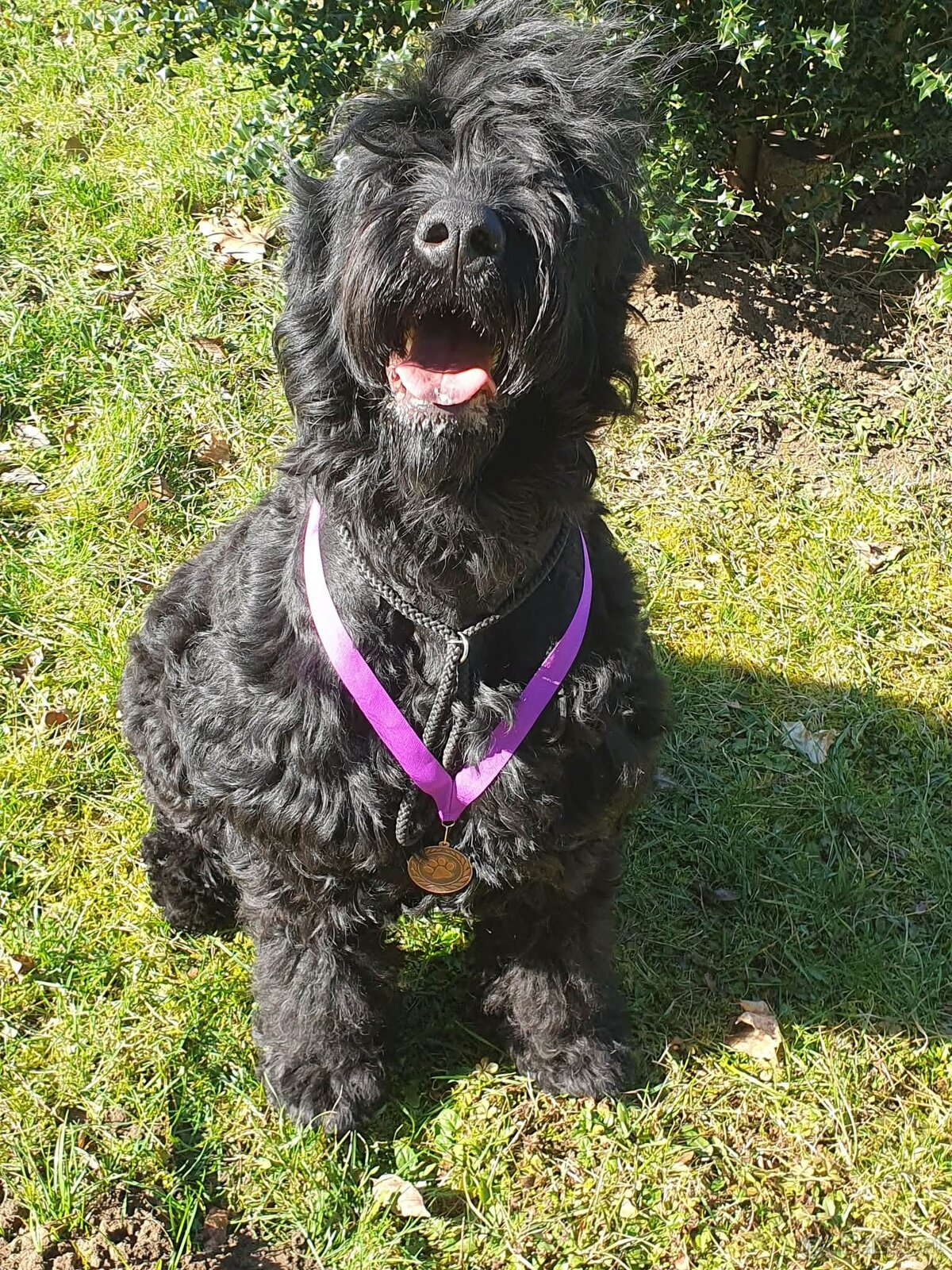 Schwarzer Russischer Terrier – liebevoll aufgezogene Welpen - 11