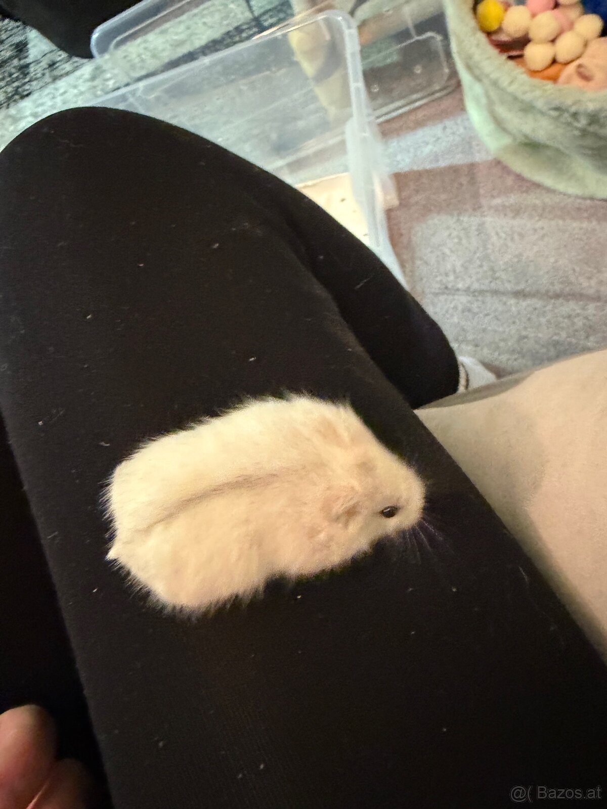 Dschungarische Zwerghamster Babys - 11