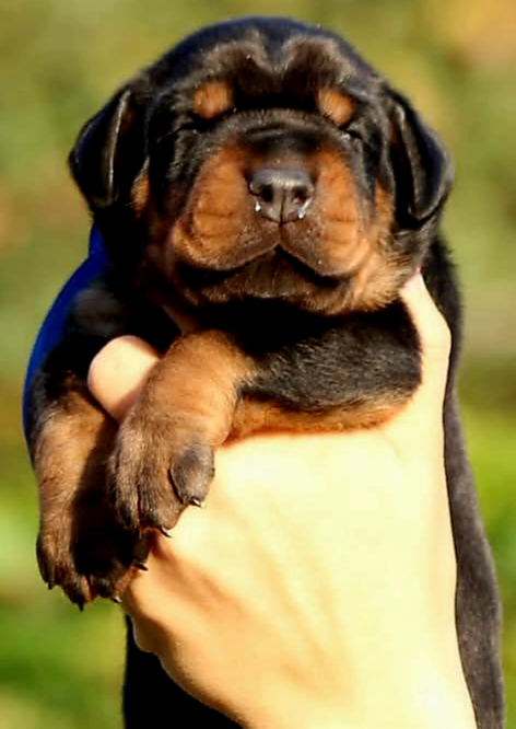 Doberman puppies zum werkaufen - 11