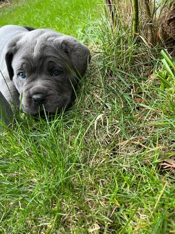 Reinrassige Cane Corso Welpen - 11