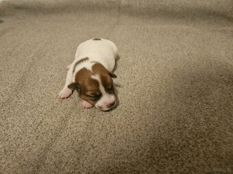 Jack Russell Terrier Welpen gew.13.04.2026 - 11