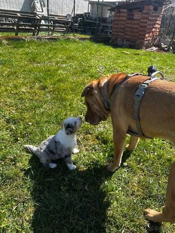 Miniature American Shepherd FCI - 11