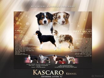 Miniature American Shepherd FCI - 11