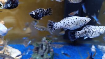 Guppy, Molly - 11