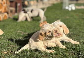 Spinone italiano - 11