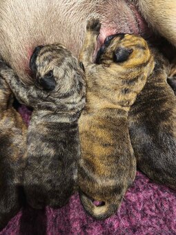 Presa  Canario - 11