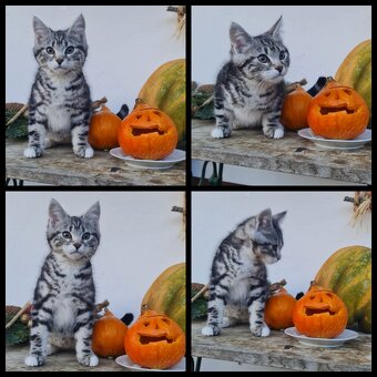 Maine Coon Kitten suchen Herzensplätze - 11